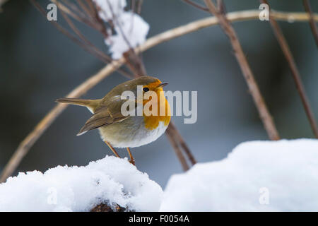 Rotkehlchen (Erithacus Rubecula), auf einem verschneiten Ast, der Schweiz, Sankt Gallen Stockfoto
