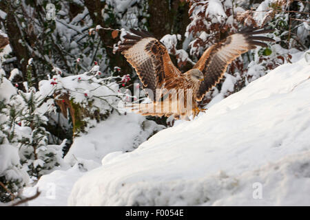 Rotmilan (Milvus Milvus), Landung in eine Schneelandschaft, Schweiz, Sankt Gallen Stockfoto