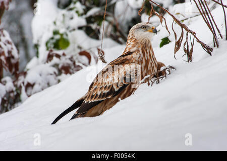 Rotmilan (Milvus Milvus), sitzt in einer verschneiten Landschaft, Schweiz, Sankt Gallen Stockfoto