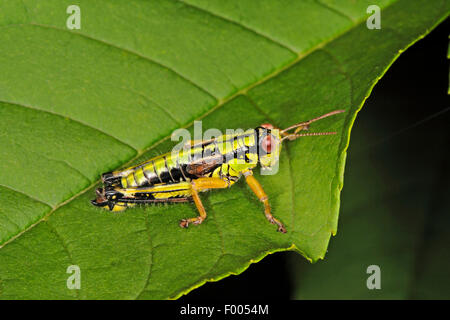 Green Mountain Grasshopper, Alpine Mountain Heuschrecke (Miramella Alpina, Podisma Alpina, Kisella Alpina) auf einem Blatt, Deutschland Stockfoto