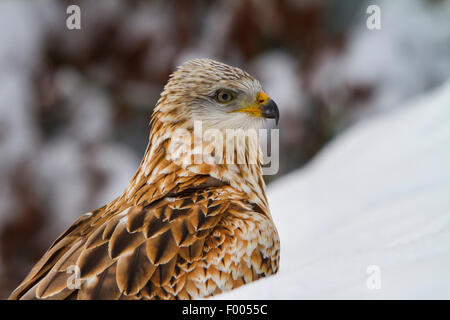 Rotmilan (Milvus Milvus), sitzt in einer verschneiten Landschaft, Porträt, Schweiz, Sankt Gallen Stockfoto