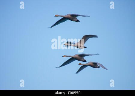 Singschwan (Cygnus Cygnus), vier Singschwänen im Flug vor blauem Himmel, Schweiz, Sankt Gallen Stockfoto