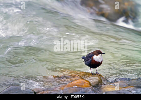 Wasseramseln (Cinclus Cinclus), sitzt auf einem Stein in einem Fluss, der Schweiz, Sankt Gallen Stockfoto