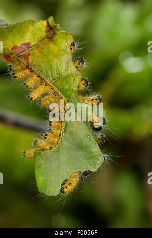 Buff-Tip Motte (Phalera Bucephala), Gruppe von Raupen auf einem Eichenblatt, Deutschland Stockfoto