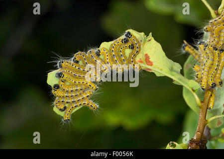 Buff-Tip Motte (Phalera Bucephala), Gruppe von Raupen auf einem Eichenblatt, Deutschland Stockfoto