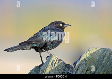 Brewer es Amsel (Euphagus Cyanocephalus), Männlich, stehend auf einem Baum-Stub, Kanada, Victoria, Vancouver Island Stockfoto