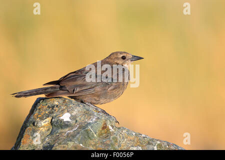 Brewer es Amsel (Euphagus Cyanocephalus), weibliche sitzt auf einem Felsen, Kanada, Victoria, Vancouver Island Stockfoto