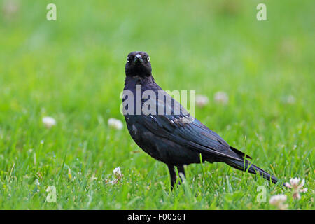 Brewer es Amsel (Euphagus Cyanocephalus), männliche stehen auf einer Wiese, Kanada, Victoria, Vancouver Island Stockfoto