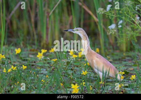 Rallenreiher (Ardeola Ralloides), stehen im flachen Wasser bedeckt mit Wasser Fransen, Griechenland, See Kerkini Stockfoto