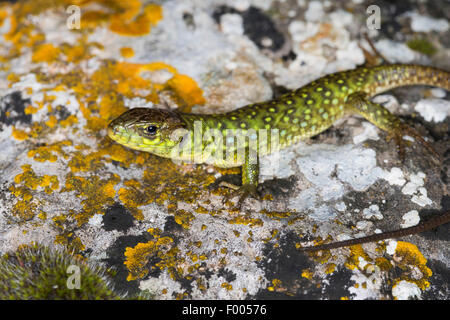 Ocellated Eidechse, Ocellated grüne Eidechse, Eyed Lizard, jeweled Eidechse (Timon Lepidus, Lacerta Lepida), Jungtier auf einem Flechten bedeckten Stein, Frankreich Stockfoto