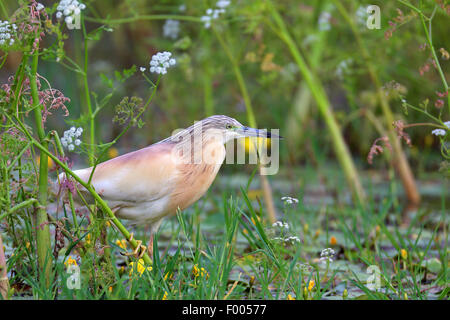 Rallenreiher (Ardeola Ralloides), steht im Schilf, Griechenland, See Kerkini Stockfoto