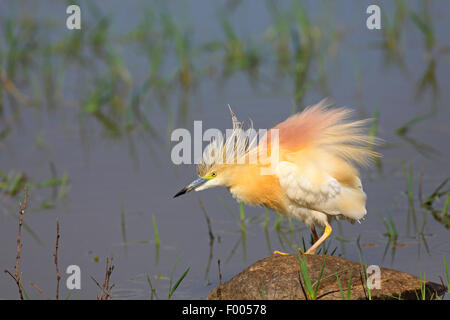 Rallenreiher (Ardeola Ralloides), steht im flachen Wasser auf einem Stein mit aufgeplustert Gefieder, Griechenland, See Kerkini Stockfoto