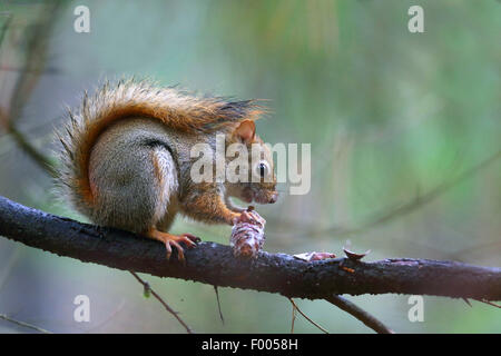 östlichen Eichhörnchen, Eichhörnchen (Tamiasciurus Hudsonicus), in einem Baum sitzt und isst ein Kegel, Kanada, Ontario, Algonquin Provincial Park Stockfoto