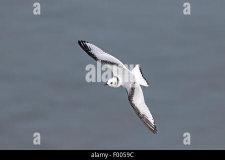 Juvenile Black Legged Kittiwake fliegen an Bempton RSPB Reserve Stockfoto