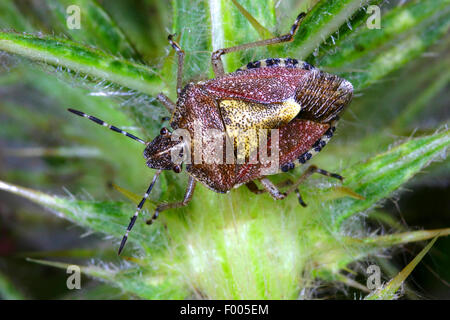 Schlehen-Bug, Sloebug (Dolycoris Baccarum), auf einer Pflanze, Deutschland Stockfoto