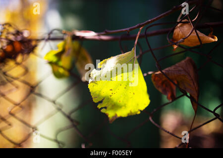 Ein gefallener Herbst Blatt an einem Drahtzaun in backligt Stockfoto