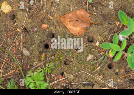 Grüne Sandlaufkäfer (Cicindela Campestris), Rohre der Larven im Boden, Deutschland Stockfoto