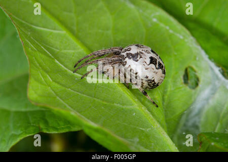 Furche Spinne, Furche Orbweaver Spider (Larinioides Cornutus, Araneus Cornutus), auf einem Blatt, Deutschland Stockfoto