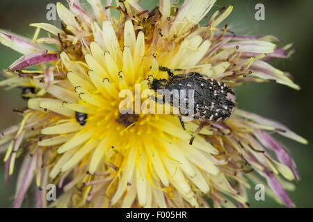 Weiß gefleckten Rose Käfer (Oxythyrea Funesta), auf einer Blume Stockfoto