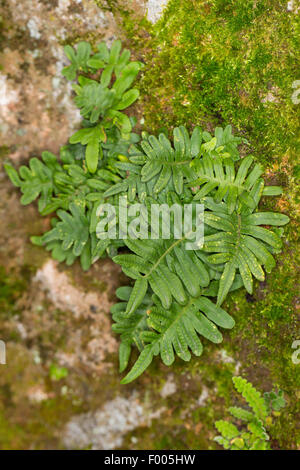 gemeinsamen Maisöl (Polypodium Vulgare), auf eine Felswand, Deutschland Stockfoto