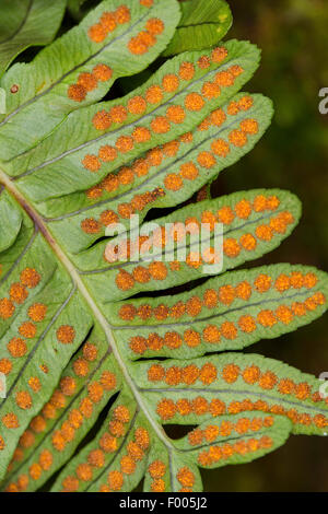 gemeinsamen Maisöl (Polypodium Vulgare), auf eine Felswand, Deutschland Stockfoto