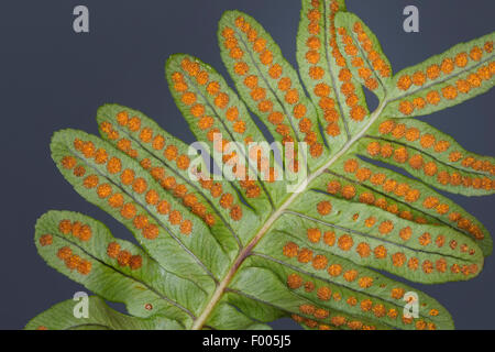 gemeinsamen Maisöl (Polypodium Vulgare), auf eine Felswand, Deutschland Stockfoto