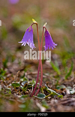 Zwerg Soldanella, Zwerg Snowbell Blume (Soldanella Pusilla, Soldanella Alpicola), blühen, Deutschland Stockfoto