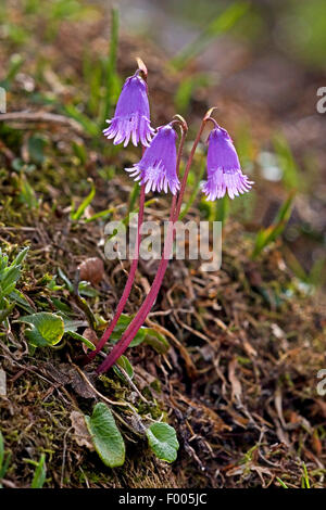 Zwerg Soldanella, Zwerg Snowbell Blume (Soldanella Pusilla, Soldanella Alpicola), blühen, Deutschland Stockfoto