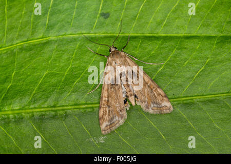 Kleiner China-Mark, kleine China Mark (Cataclysta Lemnata, Cataclysta Lemnalis), Weiblich auf einem Blatt, Deutschland Stockfoto