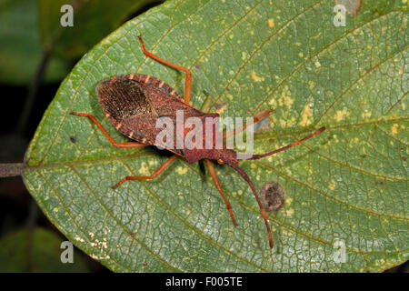 Box-Bug (Gonocerus Acuteangulatus), sitzt auf einem Blatt, Deutschland Stockfoto