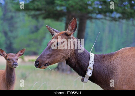 Wapiti, Elche (Cervus Elaphus Canadensis, Cervus Canadensis), Hirschkuh mit einem Sender rund um ihren Hals, Kanada, Banff Nationalpark Stockfoto