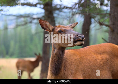 Wapiti, Elche (Cervus Elaphus Canadensis, Cervus Canadensis), Weiblich, Kopf-Porträt, Kanada, Banff Nationalpark Stockfoto