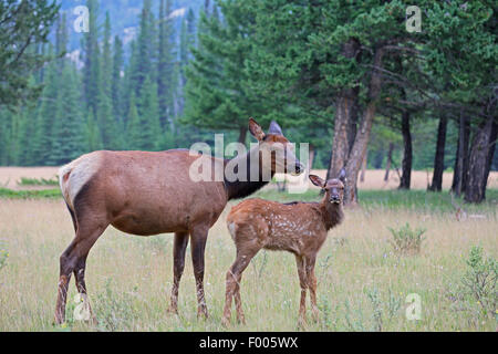 Wapiti, Elche (Cervus Elaphus Canadensis, Cervus Canadensis), Hirschkuh mit ein Rehkitz in einem Wald Lichtung, Kanada, Banff Nationalpark Stockfoto