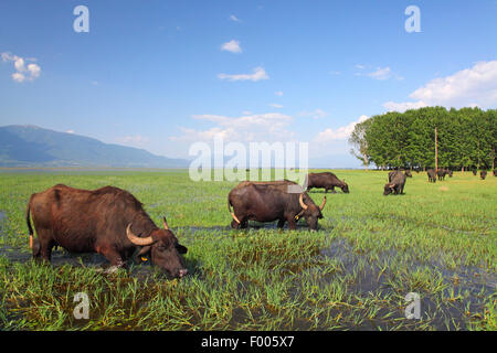 Asiatische Wasserbüffel, wilde Wasserbüffel, wilde Wasserbüffel grasen auf einer überschwemmten Wiese, Griechenland, See Kerkini Carabao (Bubalus beispielsweise, Bubalus Arnee) Stockfoto