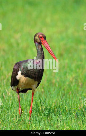 Schwarzstorch (Ciconia Nigra), Standss in einen Sumpf, Griechenland, See Kerkini Stockfoto