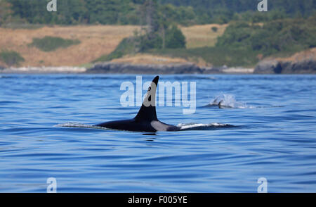 Großer Schwertwal, Orca, Schwimmen männlich, Kanada, Victoria, Haro Strait, Grampus (Orcinus Orca) Stockfoto