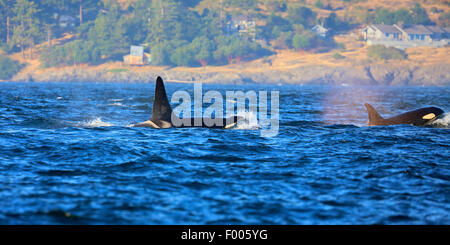 Orca, großer Schwertwal, Grampus (Orcinus Orca), Schwimmen paar in der Nähe der Küste, Kanada, Victoria, Haro Strait Stockfoto