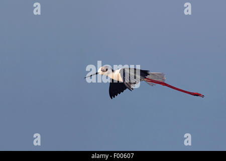 Stelzenläufer (Himantopus Himantopus), fliegen, Griechenland, Lesbos Stockfoto