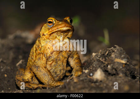 Europäischen gemeinsamen Kröte (Bufo Bufo), einzelnes Männchen auf dem Weg zu einer Strech Wasser am Abend, Deutschland, Nordrhein-Westfalen Stockfoto