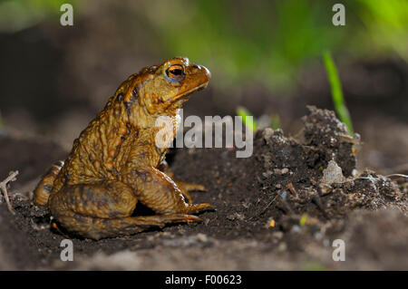 Europäischen gemeinsamen Kröte (Bufo Bufo), einzelnes Männchen auf dem Weg zu einer Strech Wasser am Abend, Deutschland, Nordrhein-Westfalen Stockfoto