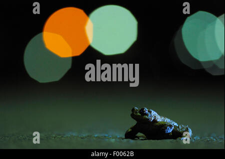 Europäischen gemeinsamen Kröte (Bufo Bufo), einzelnes Männchen auf dem Weg zum Laichen Teich am Abend mit Reflexionen der Straßenbeleuchtung im Hintergrund, Deutschland, Nordrhein-Westfalen Stockfoto