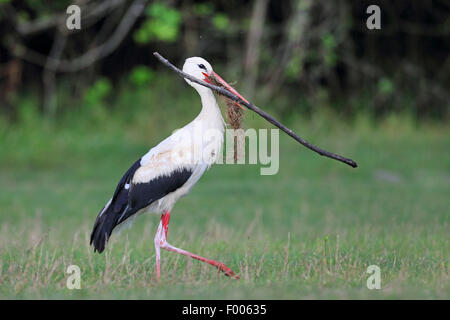 Weißstorch (Ciconia Ciconia), tragen einen großen Stock in der Rechnung, Verschachtelung Material, Griechenland, See Kerkini Stockfoto