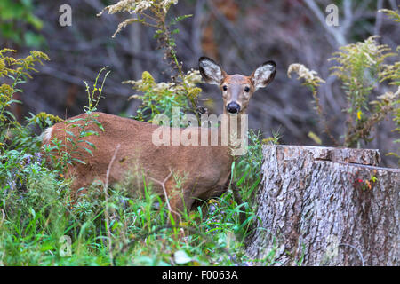 Weiß - angebundene Rotwild (Odocoileus Virginianus), weibliche stehend in einem Strauch, Kanada, Point Pelee Nationalpark Stockfoto