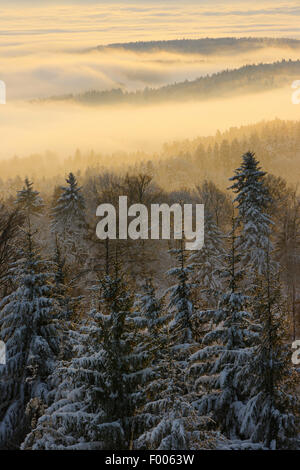 verschneiten Tannenwald mit Nebelschwaden, Schweiz, Zuercher Oberland Stockfoto