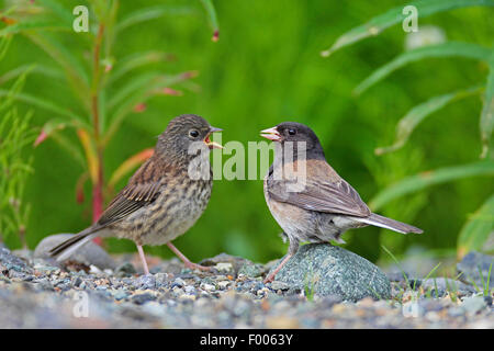 Dunkel-gemustertes Junco (Junco Hyemalis), männliche Küken, Kanada, Vancouver Island Stockfoto