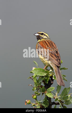 Zaunammer Bunting (Emberiza Cirlus), männliche sitzt oben auf einem Baum, Griechenland, Lesbos Stockfoto