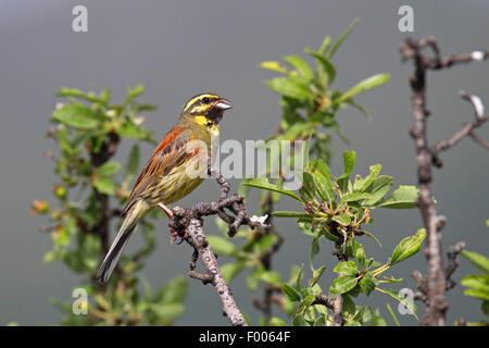 Zaunammer Bunting (Emberiza Cirlus), männliche sitzt auf einem Zweig, Griechenland, Lesbos Stockfoto