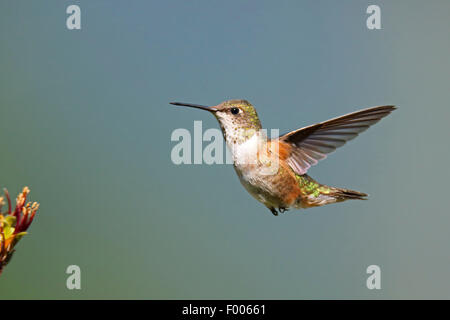 Rufous Kolibri (Selasphorus Rufus), Weiblich, Kanada, Vancouver Island fliegen Stockfoto