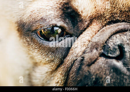 Nahaufnahme, Auge und Nase Hund französische Bulldog Stockfoto