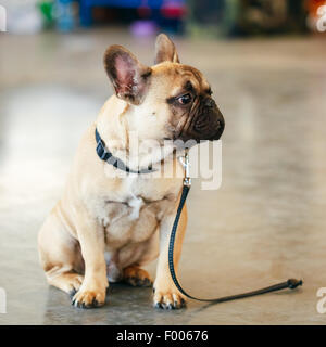 Trauriger Hund französische Bulldogge auf grauer Fußboden sitzen verloren Stockfoto